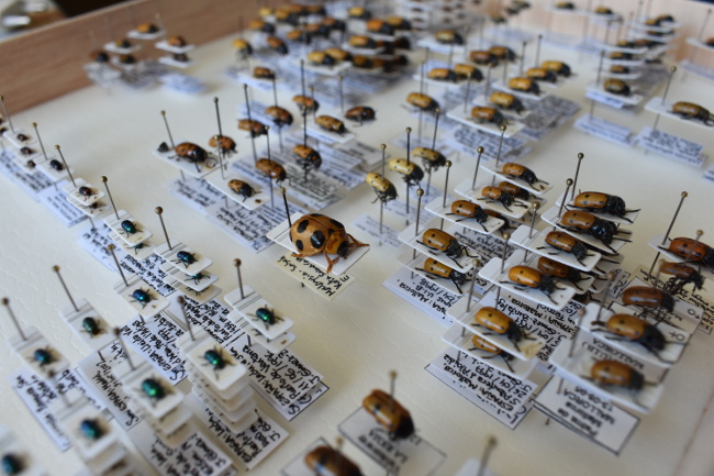 Métodos de captura de insectos y su identificación taxonómica